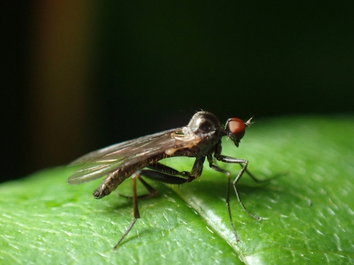 Hoplocyrtoma procera