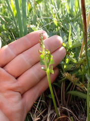 Botrychium crenulatum
