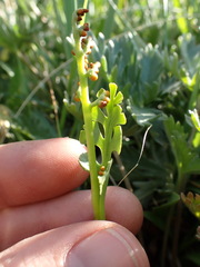 Botrychium crenulatum