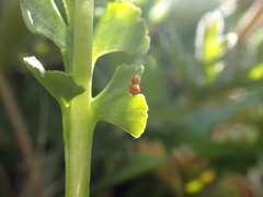 Botrychium crenulatum