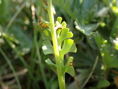 Botrychium crenulatum