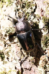 Streptocerus speciosus
