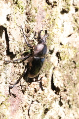 Streptocerus speciosus