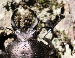 Streptocerus speciosus