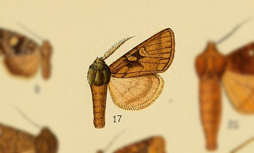 Celaena dolia