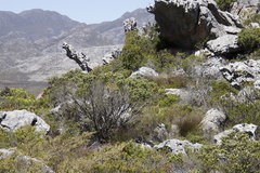 Phylica buxifolia