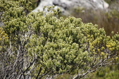 Phylica buxifolia