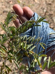 Indigofera sphaerocarpa