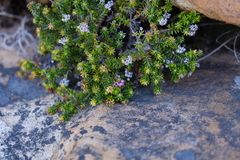 Erica strigosa