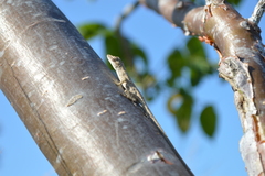 Anolis sericeus