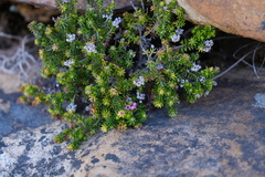 Erica strigosa