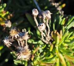 Limbarda crithmoides