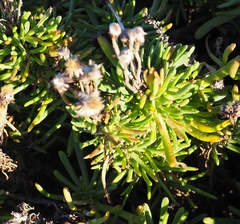 Limbarda crithmoides