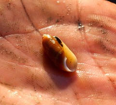 Acteocina culcitella