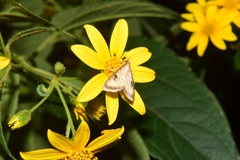 Triuncidia