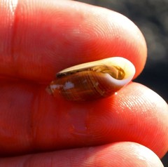 Acteocina culcitella