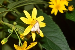 Triuncidia