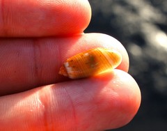 Acteocina culcitella