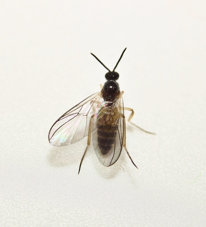 Mycetobia divergens