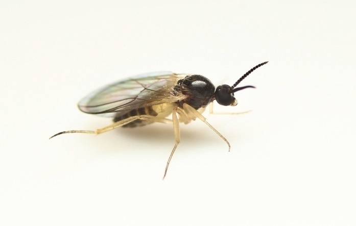 Mycetobiinae