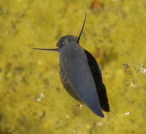 iNaturalist observation photo of Physella