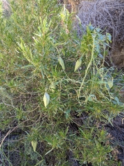 Gonolobus arizonicus