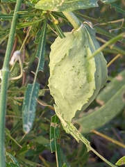 Gonolobus arizonicus