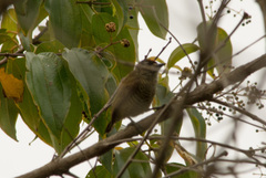 Picumnus exilis pernambucensis