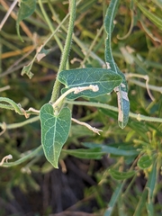 Gonolobus arizonicus