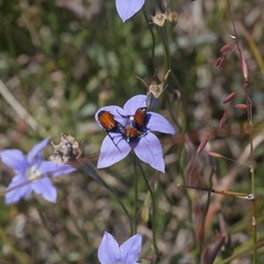 Phyllotocus rufipennis