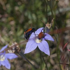 Phyllotocus rufipennis