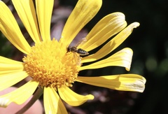 Toxomerus vertebratus