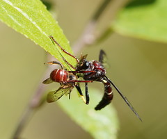 Daptolestes