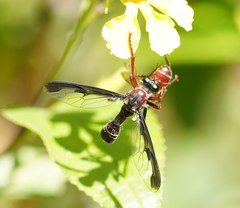 Daptolestes