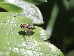 Toxomerus vertebratus