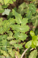 Berberis swaseyi