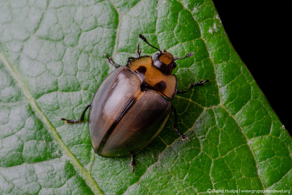 Strongylosomus peruvianus