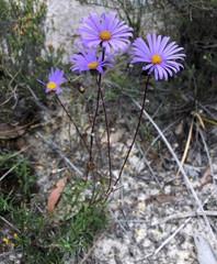 Olearia ciliata