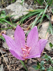 Colchicum bivonae