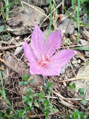 Colchicum bivonae