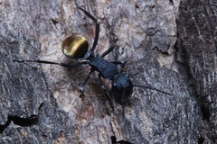 Polyrhachis erato