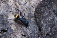 Polyrhachis erato