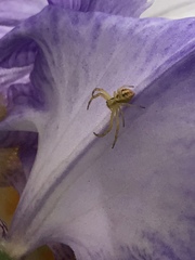 Mecaphesa