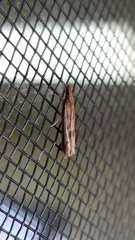 Ptochostola microphaeellus