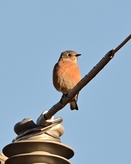 Sialia mexicana