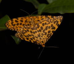 Epobeidia tigrata tigrata