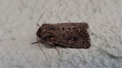 Dasygaster padockina