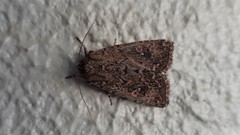 Dasygaster padockina