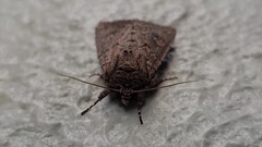 Dasygaster padockina