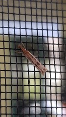 Ptochostola microphaeellus